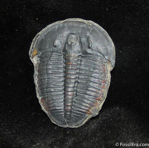 Inch Elrathia Trilobite From Utah #896